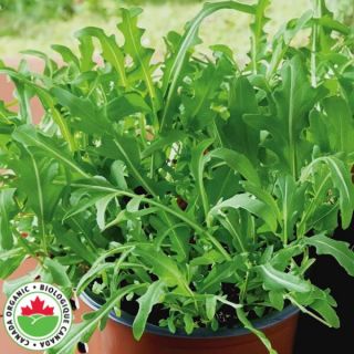 Arugula Organic Greens Thumbnail